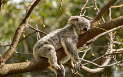 Why Sleep Feels So Hard Sometimes—And What Helps